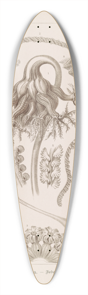 Ernst Haeckel - Pennatulida.  Federkorallen 39.3 inch art pintail longboard deck