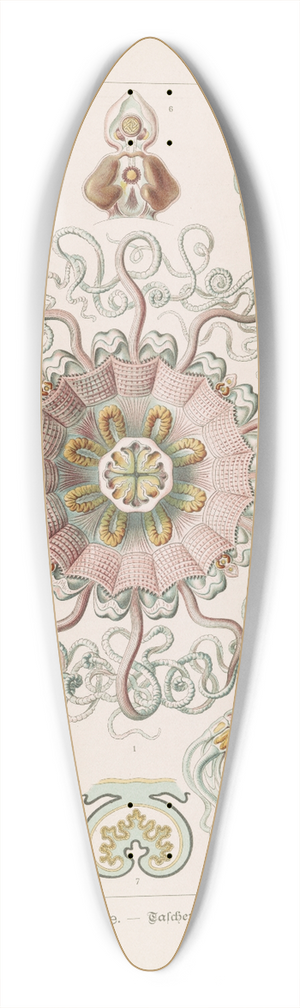 Ernst Haeckel - Peromedusae.  Talchenquallen 39.3 inch art pintail longboard deck