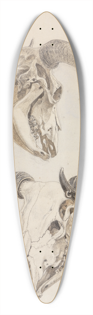 Ferdinand Keller - Zwei Studien eines Stierschdels 39.3 inch art pintail longboard deck
