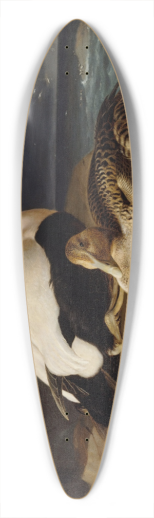 Ferdinand von Wright - Pair Of Common Eiders On A Rock 39.3 inch art pintail longboard deck