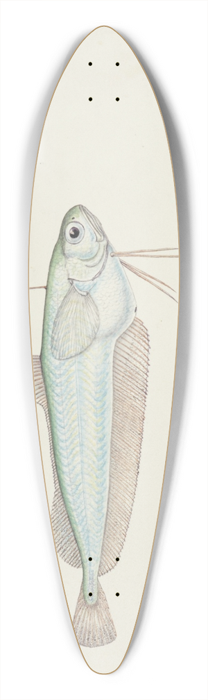 Frank Edward Clarke - Auchenoceros punctatus (NZ) : Ahuru 39.3 inch art pintail longboard deck