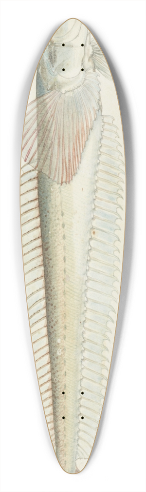 Frank Edward Clarke - Crapatulus novaezealandiae (NZ): Sand stargazer 39.3 inch art pintail longboard deck