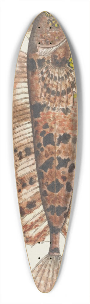 Frank Edward Clarke - Cristiceps australis (Tas) : Weedfish 39.3 inch art pintail longboard deck