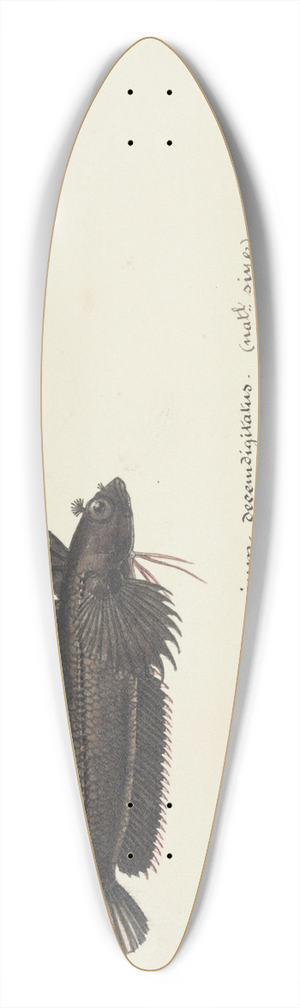 Frank Edward Clarke - Gilloblennius tripennis : Spectacled triplefin 39.3 inch art pintail longboard deck