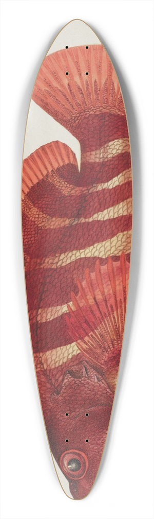 Frank Edward Clarke - Hypoplectrodes semicinctum 39.3 inch art pintail longboard deck