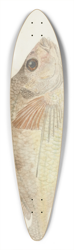 Frank Edward Clarke - Nemadactylus macropterus (NZ) : Tarakihi 39.3 inch art pintail longboard deck