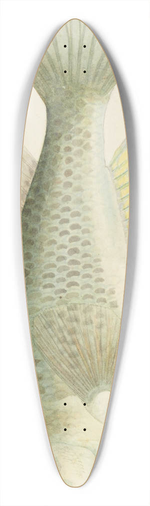 Frank Edward Clarke - Notolabrus celidotus (NZ) : Wrasse 39.3 inch art pintail longboard deck