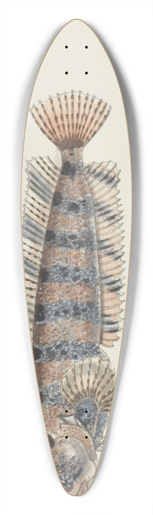 Frank Edward Clarke - Possibly Heteroclinus sp (Tas) : Weedfish 39.3 inch art pintail longboard deck