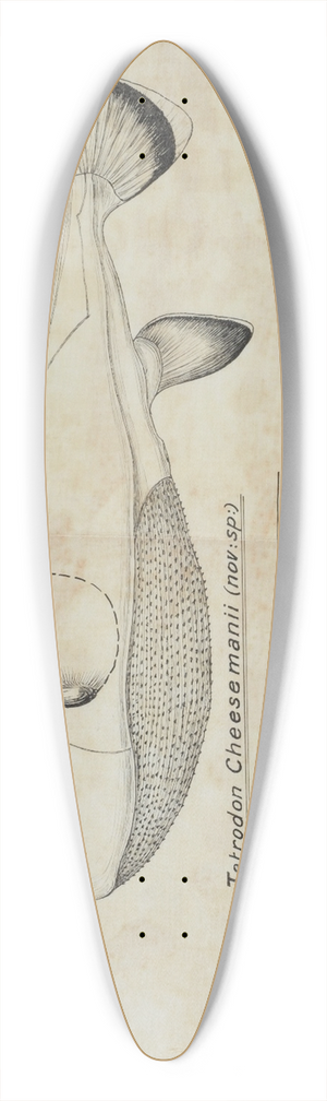 Frank Edward Clarke - Tetraodon cheesmanii : Pufferfish 39.3 inch art pintail longboard deck