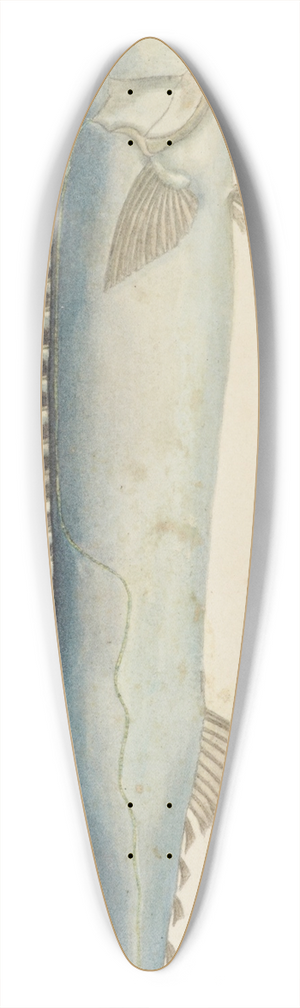 Frank Edward Clarke - Thyrsites atun (Tas) : Barracouta 39.3 inch art pintail longboard deck