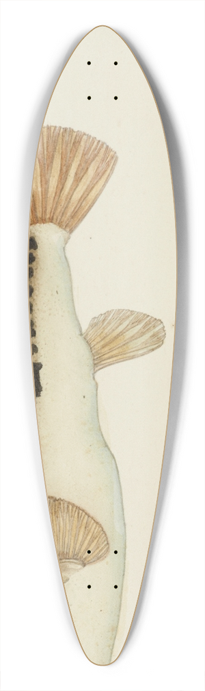 Frank Edward Clarke - Torquigener glaber (Tas)  Pufferfish. 39.3 inch art pintail longboard deck
