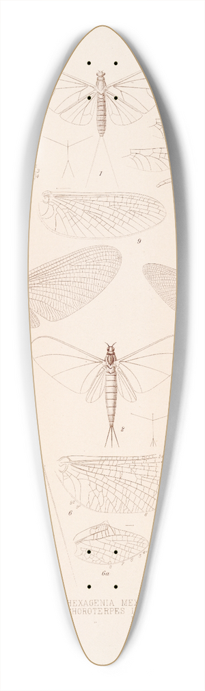 Frederick DuCane Godman - Insecta Neuroptera Pl 1 39.3 inch art pintail longboard deck