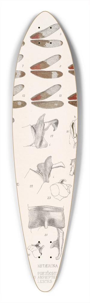 Frederick DuCane Godman - Insecta Neuroptera Pl 2 39.3 inch art pintail longboard deck