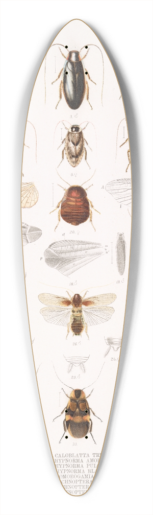 Frederick DuCane Godman - Insecta Orthoptera Pl 1 39.3 inch art pintail longboard deck