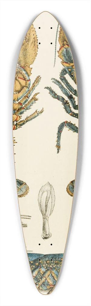 Frederick McCoy - Crustacea II 39.3 inch art pintail longboard deck