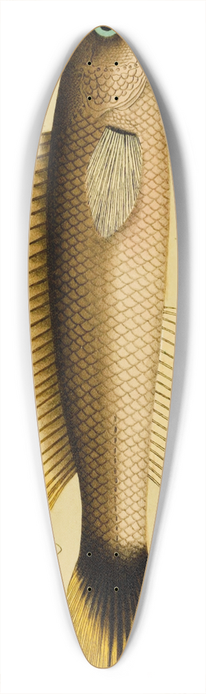 Frederick McCoy - Fishes XII 39.3 inch art pintail longboard deck