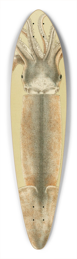 Frederick McCoy - Mollusca II 39.3 inch art pintail longboard deck