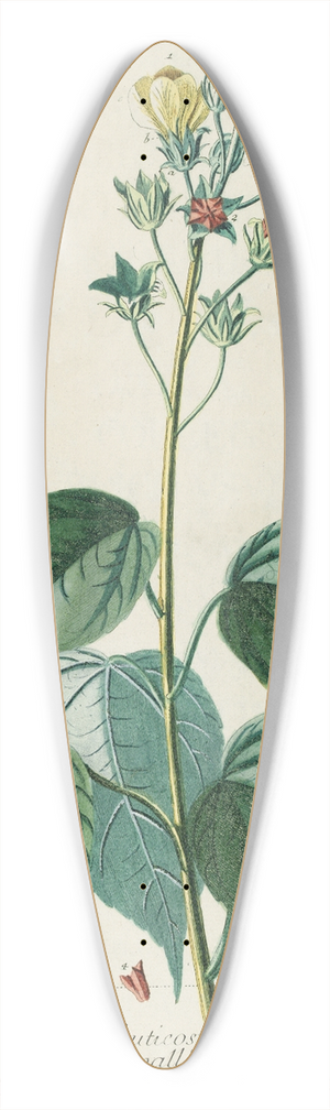 Georg Dionysius Ehret - Abutilon 39.3 inch art pintail longboard deck