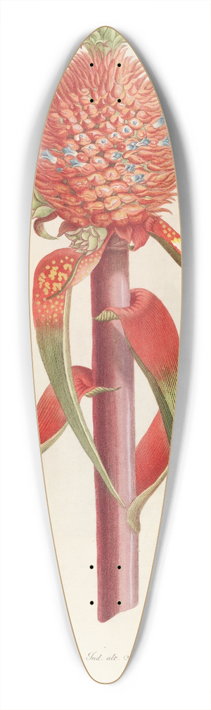 Georg Dionysius Ehret - Ananas II 39.3 inch art pintail longboard deck