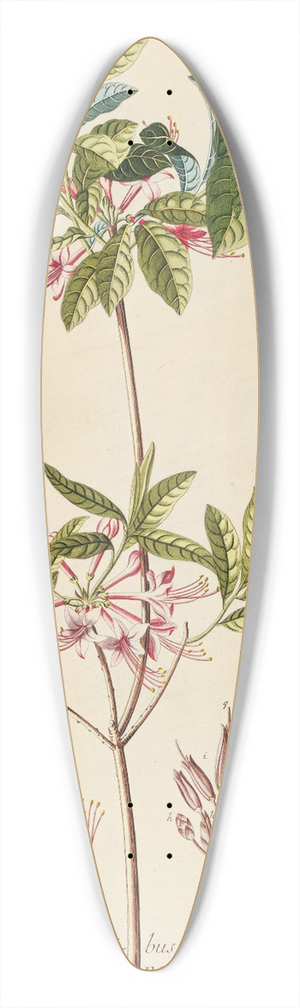 Georg Dionysius Ehret - Azalea 39.3 inch art pintail longboard deck