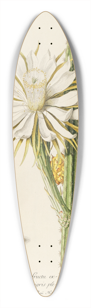 Georg Dionysius Ehret - Cereus 39.3 inch art pintail longboard deck