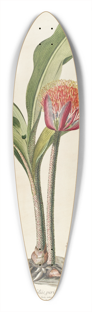 Georg Dionysius Ehret - Haemanthus 39.3 inch art pintail longboard deck