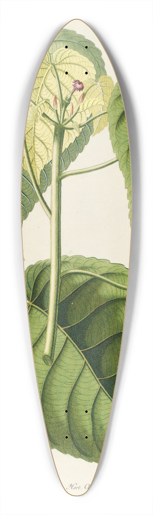 Georg Dionysius Ehret - Hura 39.3 inch art pintail longboard deck
