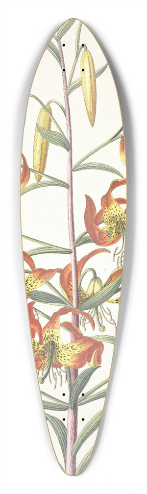 Georg Dionysius Ehret - Lilium 39.3 inch art pintail longboard deck
