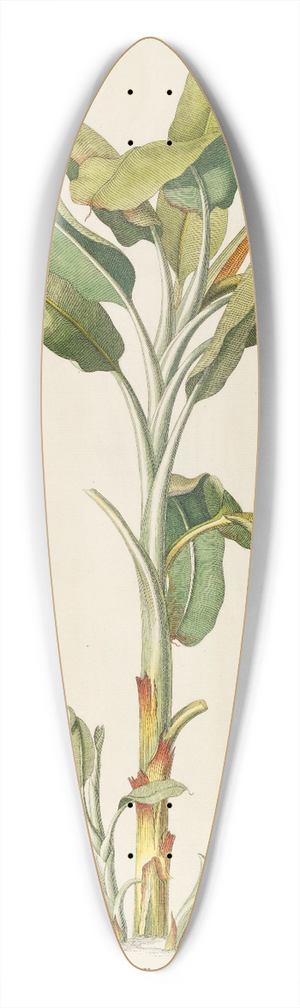 Georg Dionysius Ehret - Musa 39.3 inch art pintail longboard deck