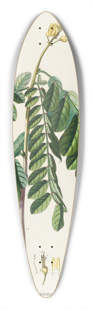 Georg Dionysius Ehret - Sophora 39.3 inch art pintail longboard deck