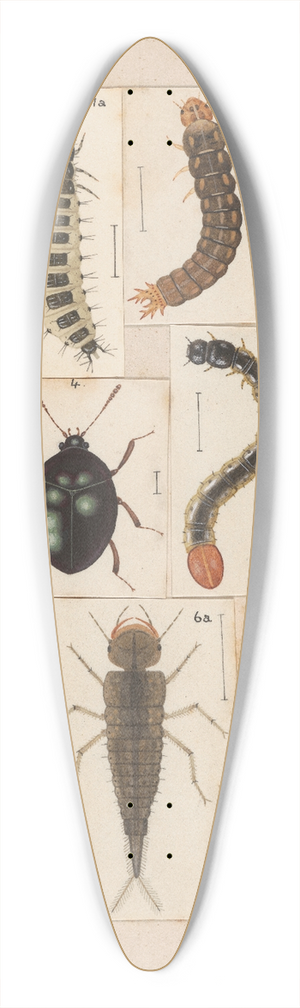 George Hudson - Original hand painted plate for New Zealand Beetles [Plate II] 39.3 inch art pintail longboard deck