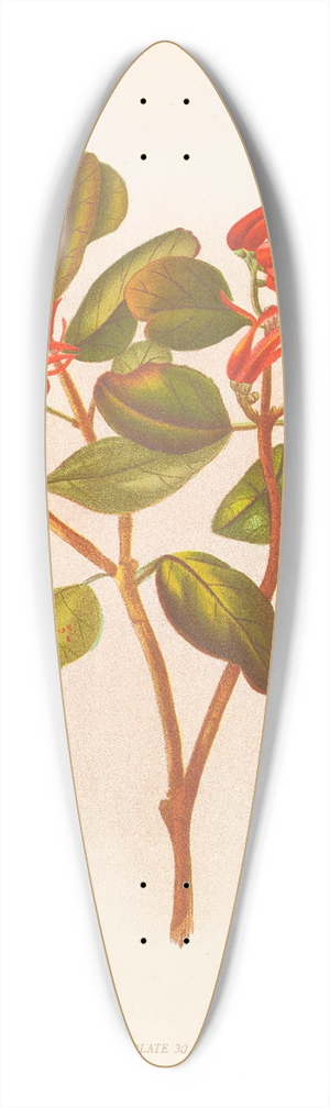 Georgina Burne Hetley - Loranthus Colensoi 39.3 inch art pintail longboard deck