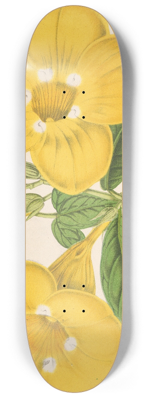 Charles Antoine Lemaire - Allamanda Hendersoni 8.25 inch art skate deck
