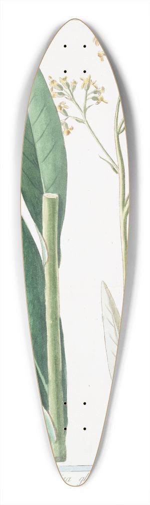 Giorgio Bonelli - Scabiosa sive Succisa glabra  Scabiosa  Scabieuse. (Devilsbit) 39.3 inch art pintail longboard deck