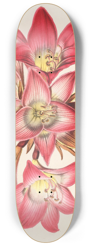 Charles Antoine Lemaire - Amaryllis Belladonna 8.25 inch art skate deck