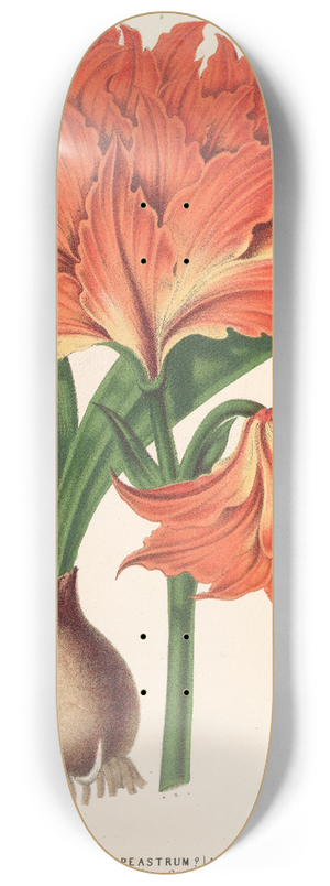 Charles Antoine Lemaire - Amaryllis (Hippeastrum) Alberti 8.25 inch art skate deck