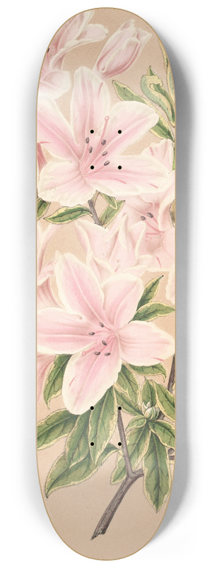 Charles Antoine Lemaire - Azalea indica Grande Duchesse Helene 8.25 inch art skate deck