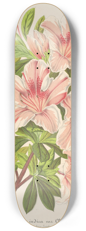Charles Antoine Lemaire - Azalea indica (hybrida) Charles Enke 8.25 inch art skate deck