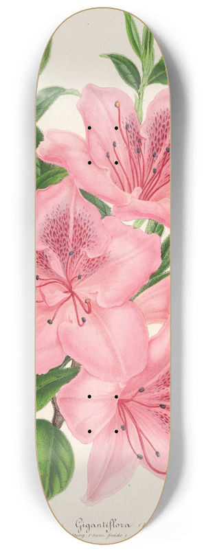 Charles Antoine Lemaire - Azalea indica (hybrida) gigantiflora 8.25 inch art skate deck