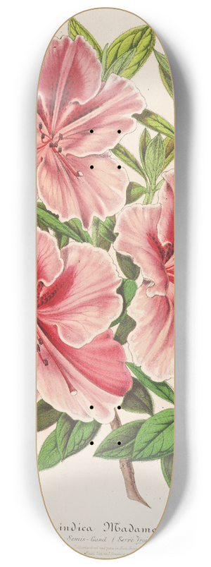 Charles Antoine Lemaire - Azalea indica (hybrida) Madame Verschaffelt 8.25 inch art skate deck
