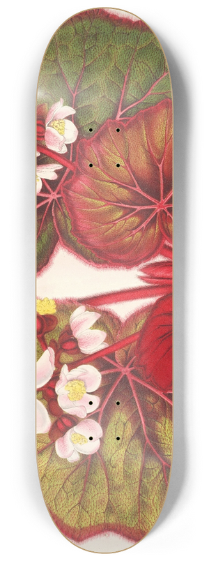 Charles Antoine Lemaire - Begonia Leopoldi 8.25 inch art skate deck