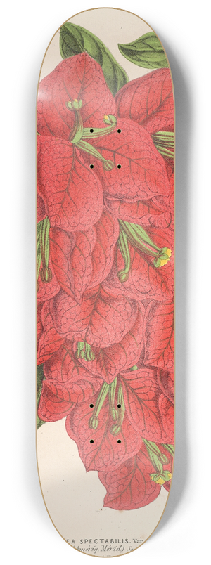 Charles Antoine Lemaire - Bougainvillea spectabilis 8.25 inch art skate deck