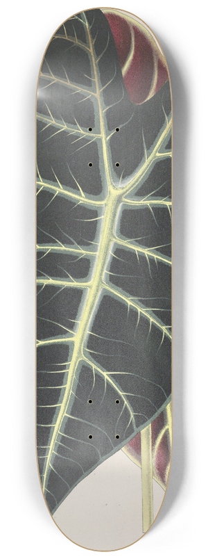 Charles Antoine Lemaire - Caladium Lowii 8.25 inch art skate deck