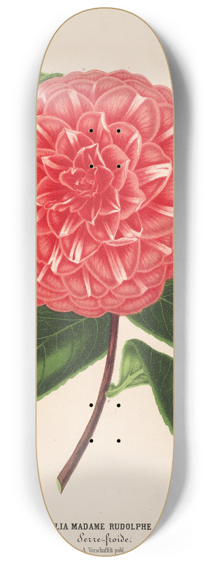 Charles Antoine Lemaire - Camellia Madame Rudolph Abel 8.25 inch art skate deck