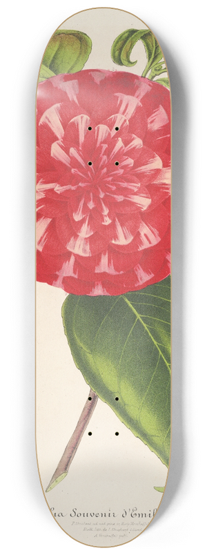 Charles Antoine Lemaire - Camellia Souvenir dEmile Defresne 8.25 inch art skate deck