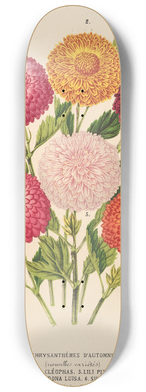 Charles Antoine Lemaire - Chrysanthmes dautomne 8.25 inch art skate deck