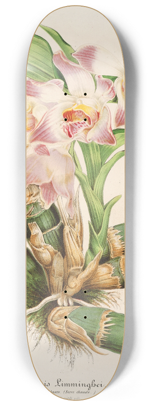 Charles Antoine Lemaire - Chysis Limmingbei 8.25 inch art skate deck