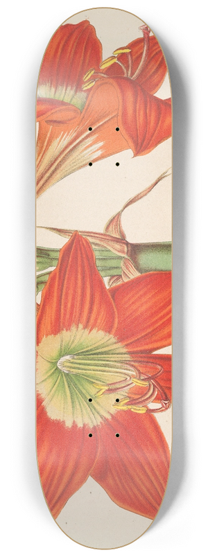 Charles Antoine Lemaire - Hippeastrum (Amaryllis!) pyrrochroum 8.25 inch art skate deck