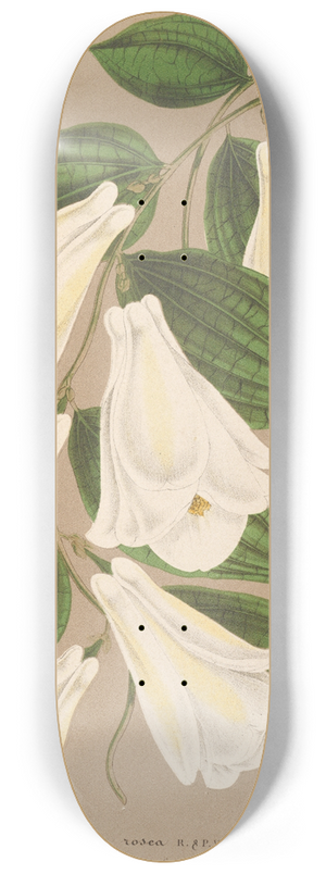 Charles Antoine Lemaire - Lapageria rosea R. et.P. var. albiflora 8.25 inch art skate deck
