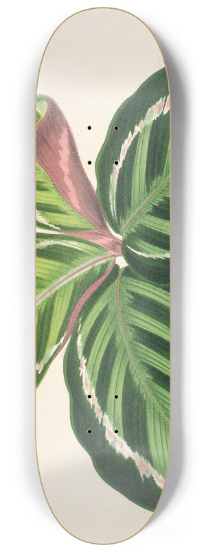 Charles Antoine Lemaire - Maranta illustris 8.25 inch art skate deck